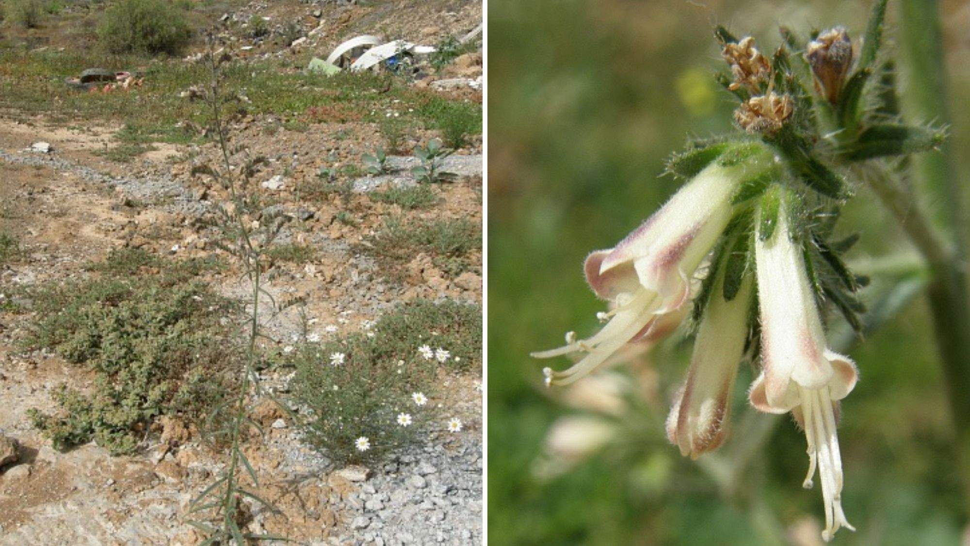 Ejemplares de viborina triste en Tenerife. / floradecanarias.com Ejemplares de viborina triste en Tenerife. / floradecanarias.com