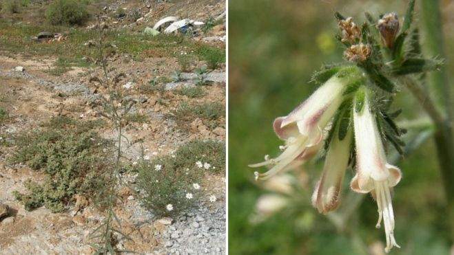 Ejemplares de viborina triste en Tenerife. / floradecanarias.com Ejemplares de viborina triste en Tenerife. / floradecanarias.com