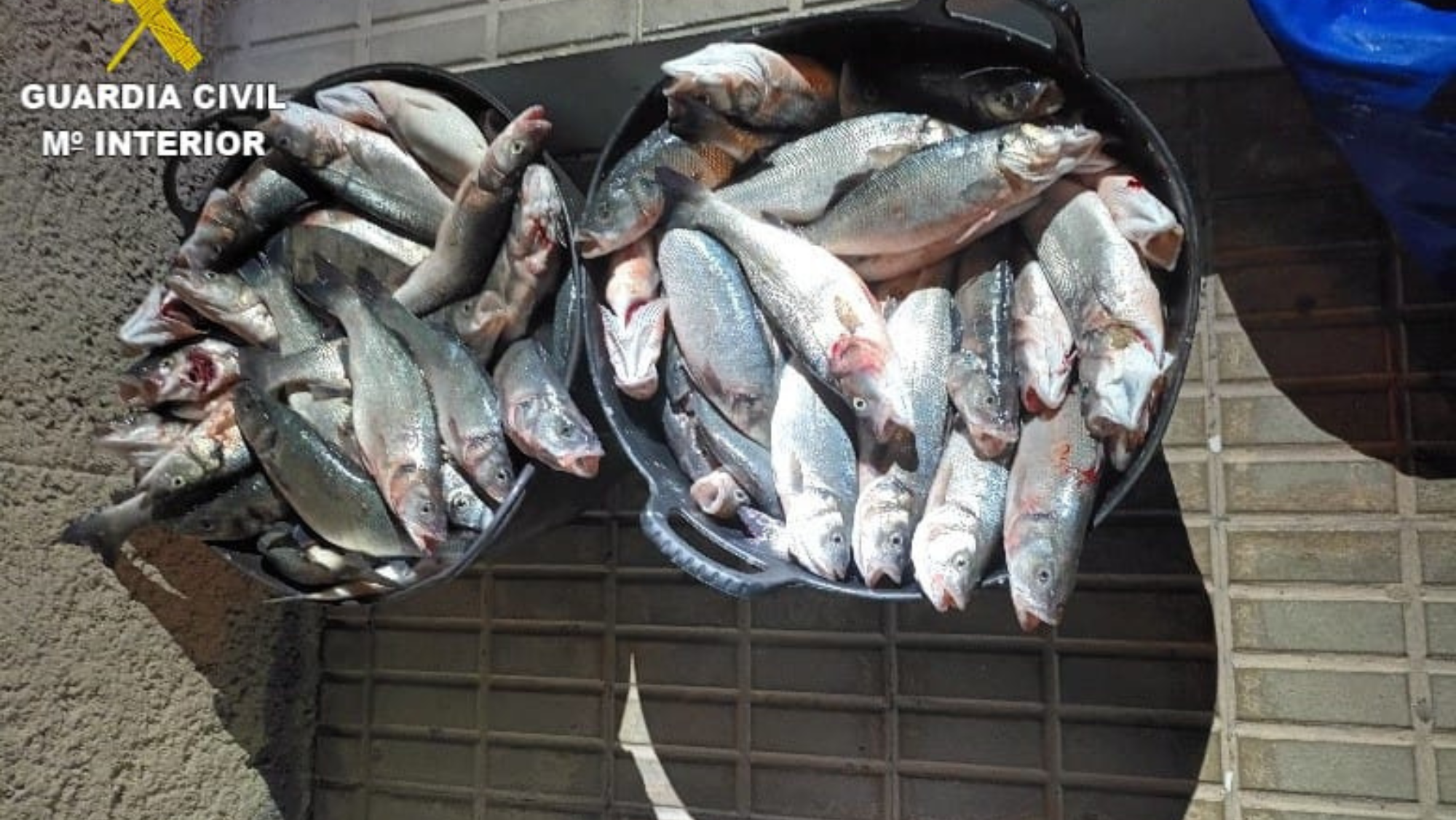 Pescado incautado por la Guardia Civil de Tías tras el robo. /  Guardia Civil