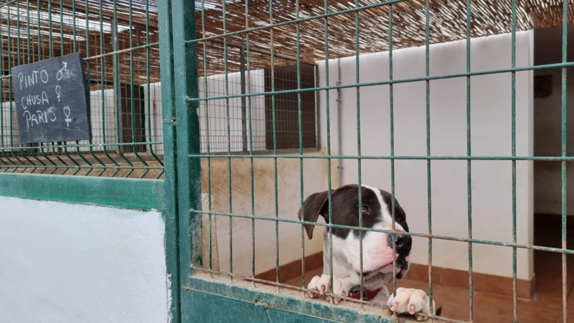 El abandono de perros en Puerto del Rosario se ha triplicado en los últimos meses. / Ayuntamiento de Puerto del Rosario