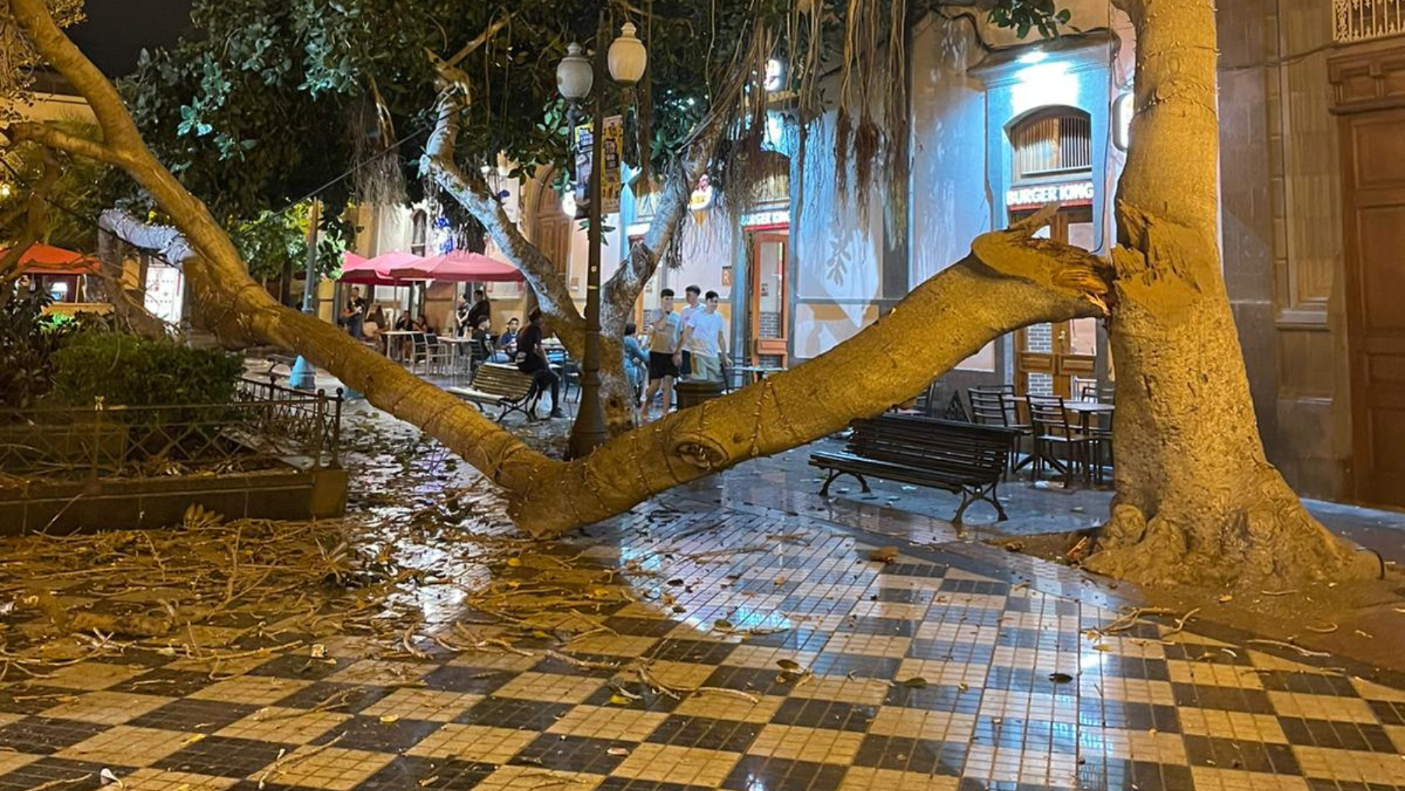Imagen de la rama caída en uno de los árboles de la plaza de Las Ranas. / Atlántico Hoy
