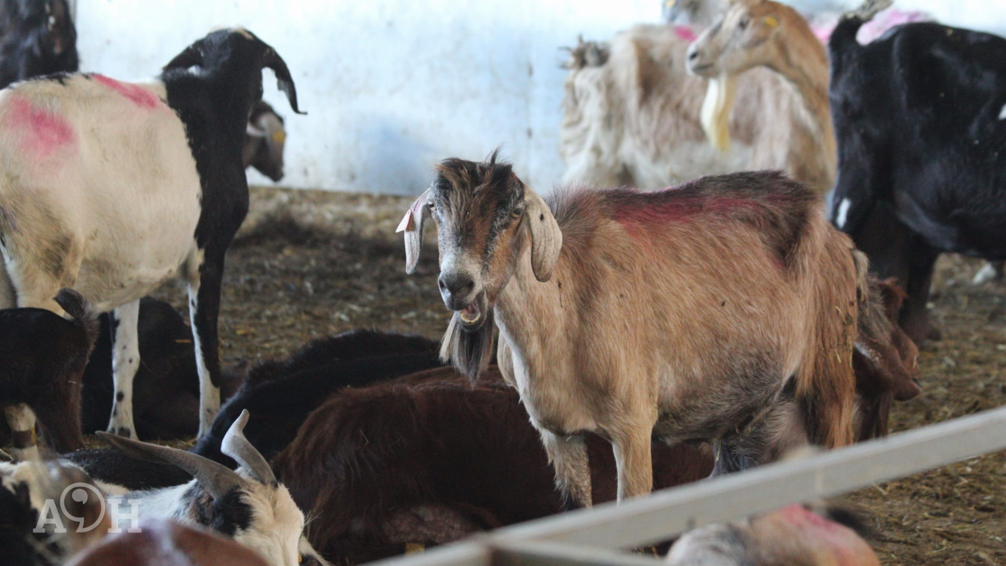 Cabras del ganadero palmero Agustín Perera, damnificado por el volcán./ Álvaro Oliver (AH)