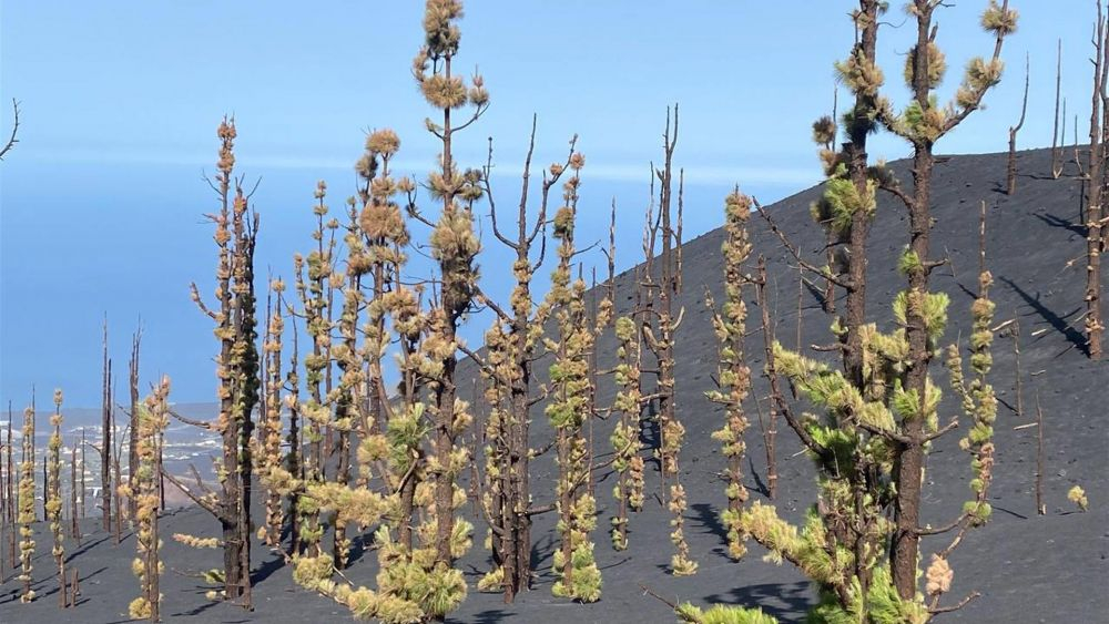 Pinos recuperando sus hojas sobre la ceniza del volcán./ EFE