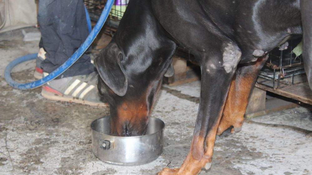 Pipo, el doberman de Ricardo Hernández./ Álvaro Oliver (AH) Pipo, el doberman de Ricardo Hernández./ Álvaro Oliver (AH)