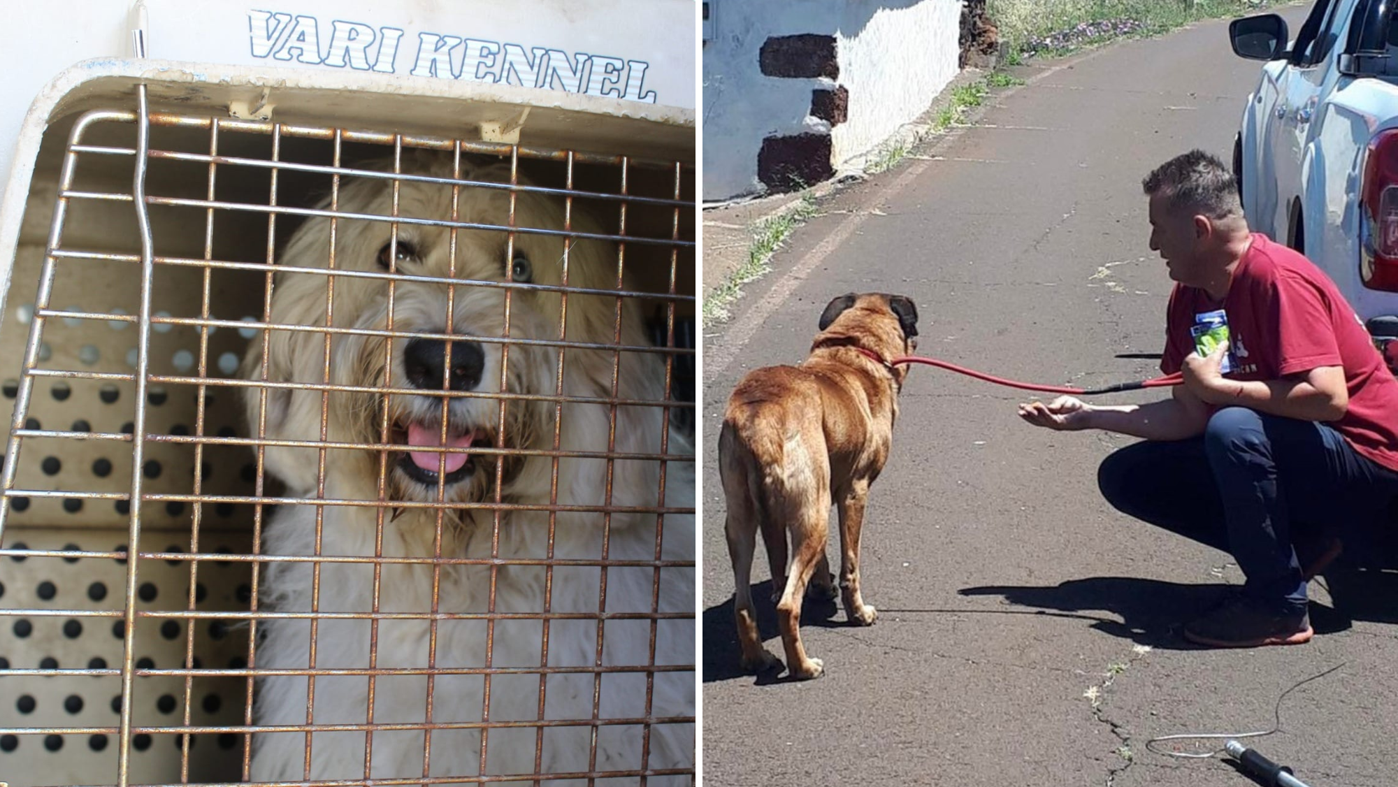 Algunos perros rescatados por Ricardo Hernández (derecha), fundador de SIACAN./ Montaje AH Algunos perros rescatados por Ricardo Hernández (derecha), fundador de SIACAN./ Montaje AH