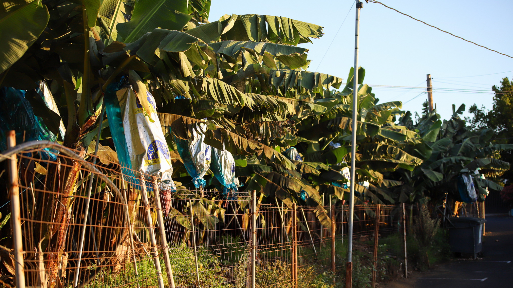Plantación de plataneras en La Palma. / EFE