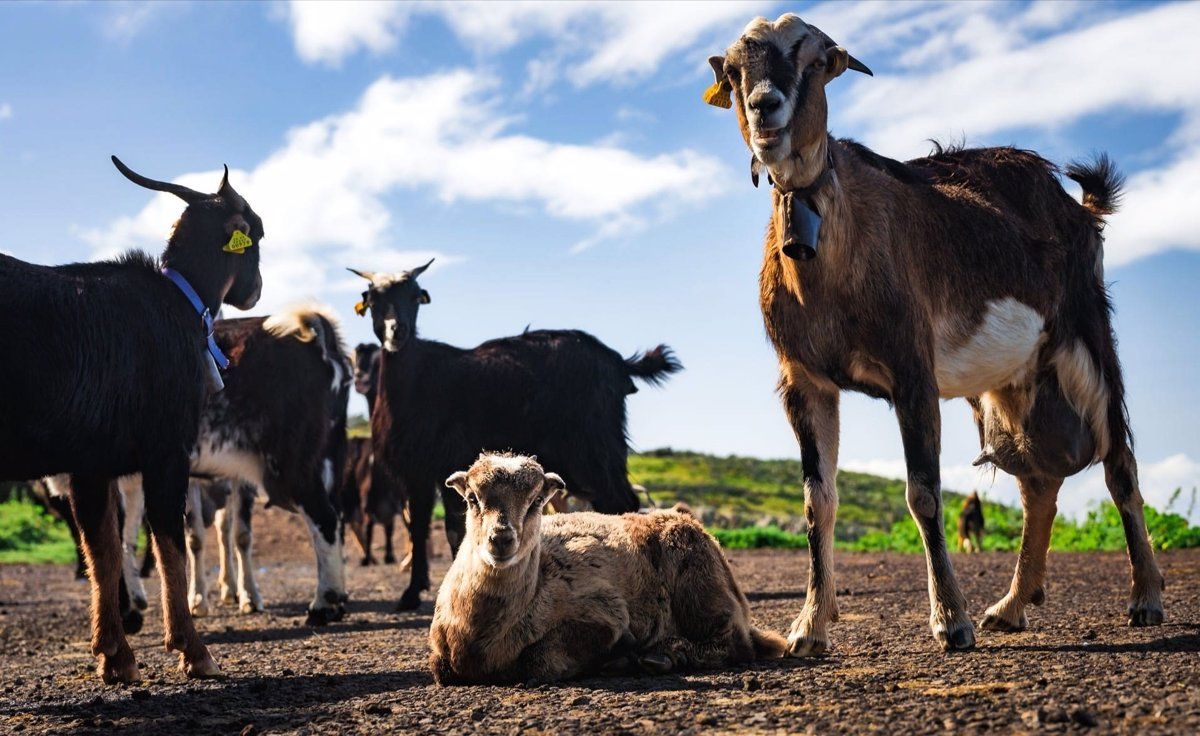 Imagen de un grupo de cabras, actividad ganadera. / Cabildo de Tenerife 