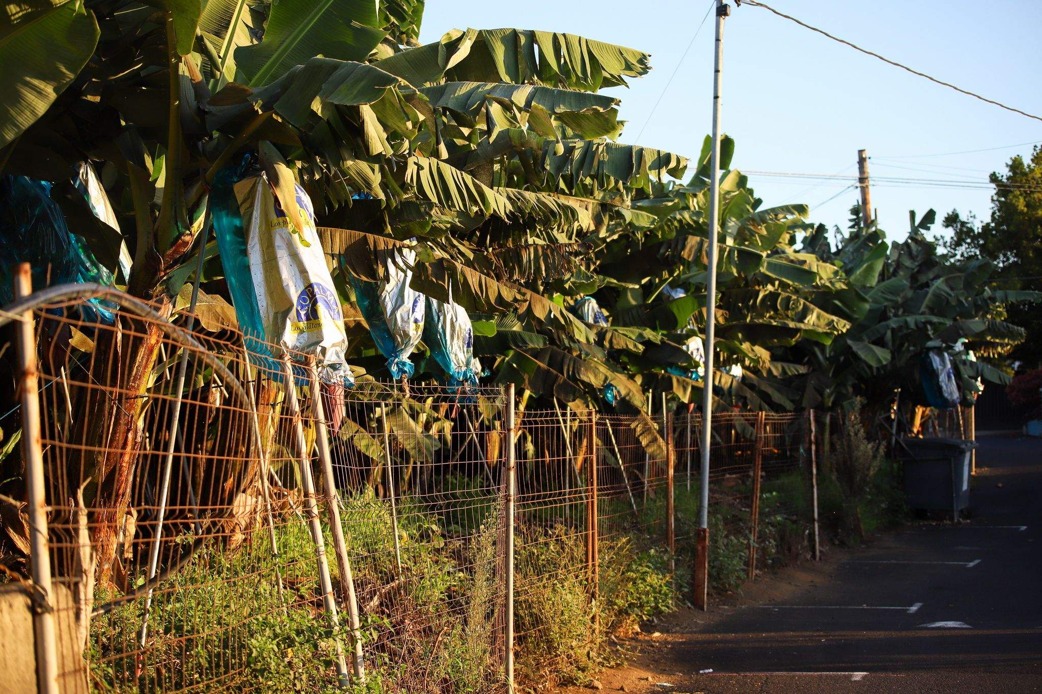 Imagen de un cultivo de plátano en Canarias. (EFE/Luis G. Morera)