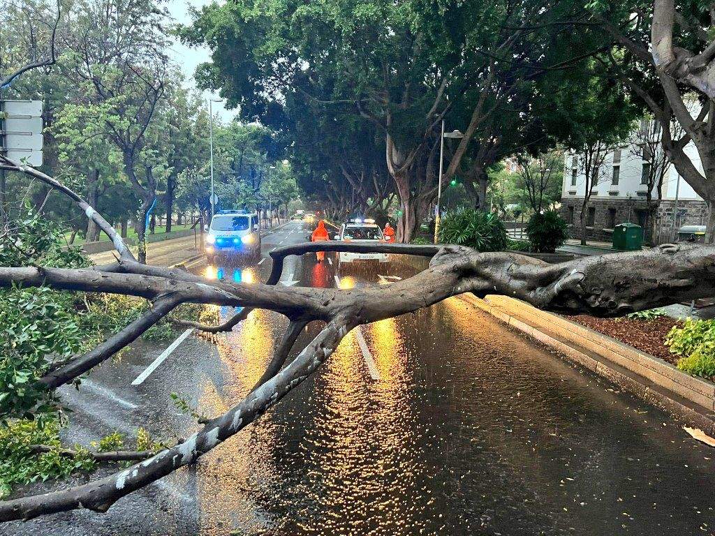 Árbol caído en la avenida Benito Pérez Armas. / CECOPAL 
