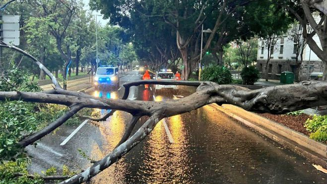Árbol caído en la avenida Benito Pérez Armas. / Cecopal 