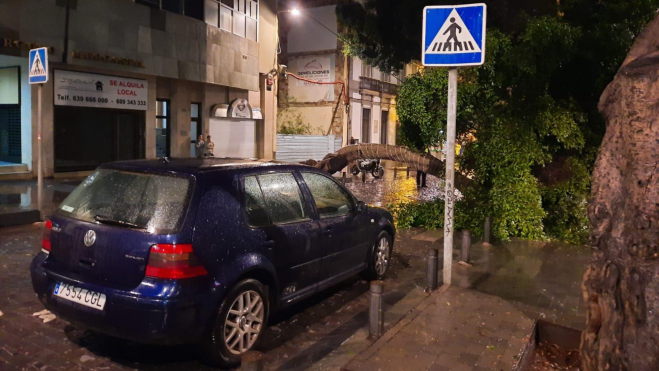 Un árbol se partió y cayó en San Bernardo. / Atlántico Hoy