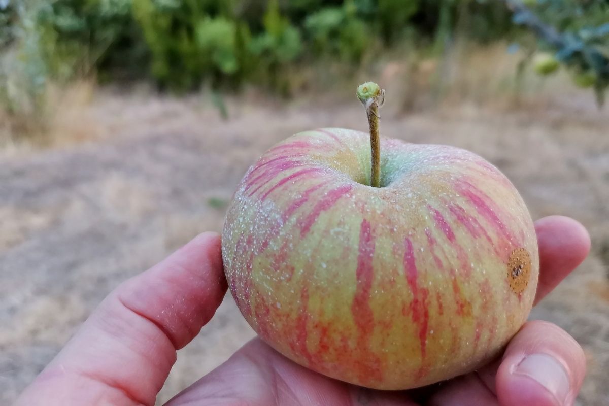 Manzana pajarita./ mercadillodelaorotava.com