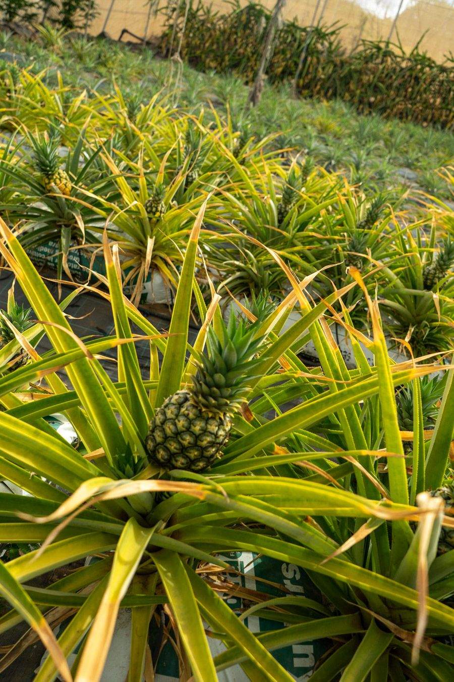 Planta de la piña tropical de El Hierro./ ARCHIVO