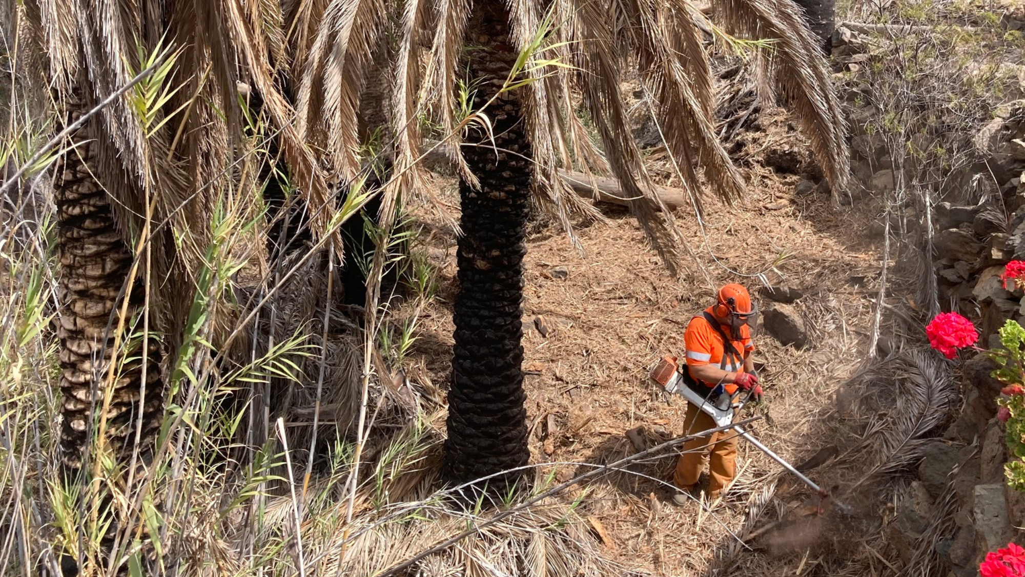 Ayagaures Alto. / Cabildo de Gran Canaria 