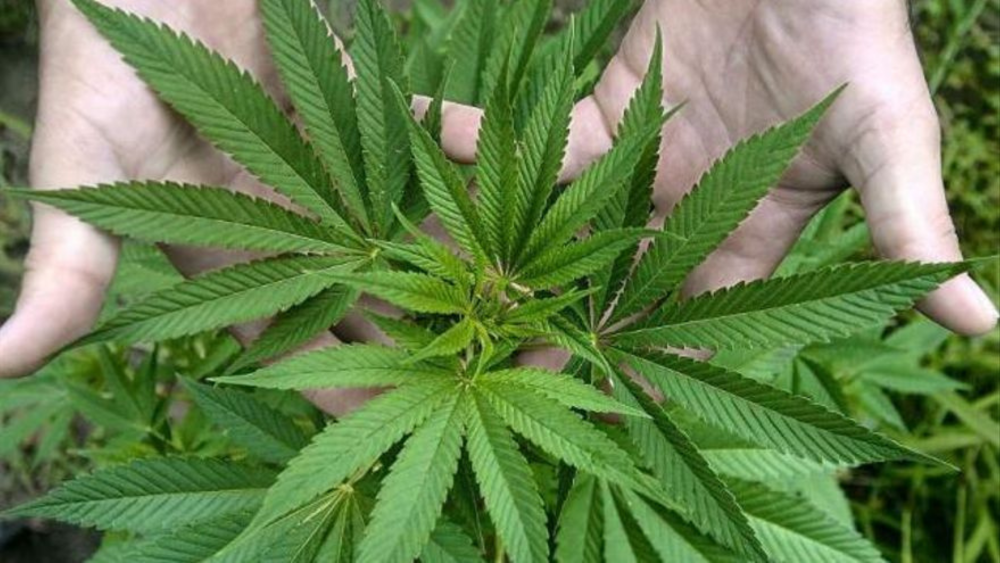 Una planta de marihuana /Efe