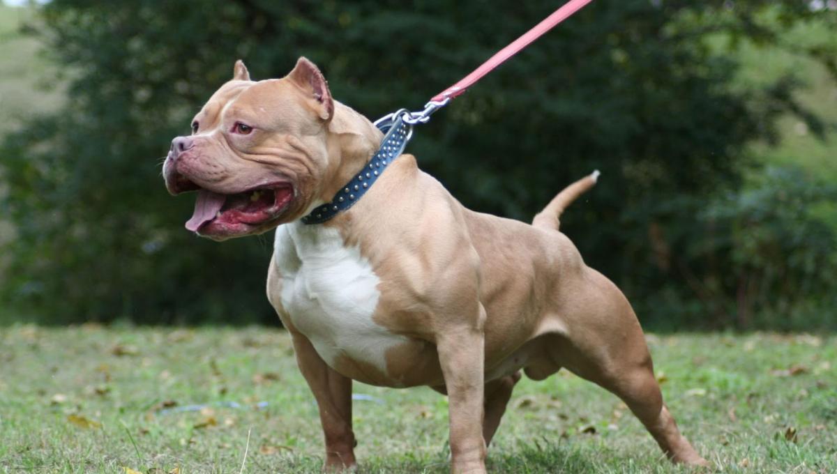 La sentencia acredita la gravedad de las molestias producidas por los animales en el edificio./ Twitter.
