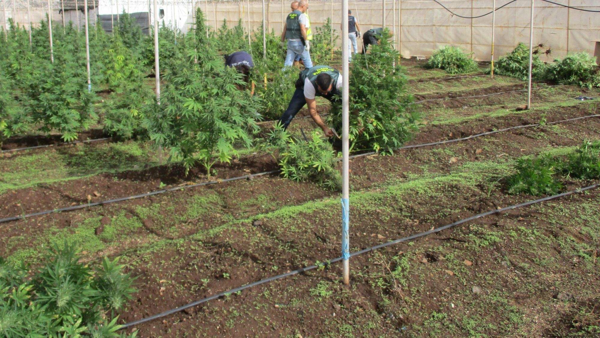 Agentes de la Guardia Civil y la Agencia Tributaria junto a la marihuana incautada. / Cedida
