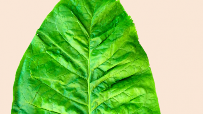 Foto hoja de tabaco
