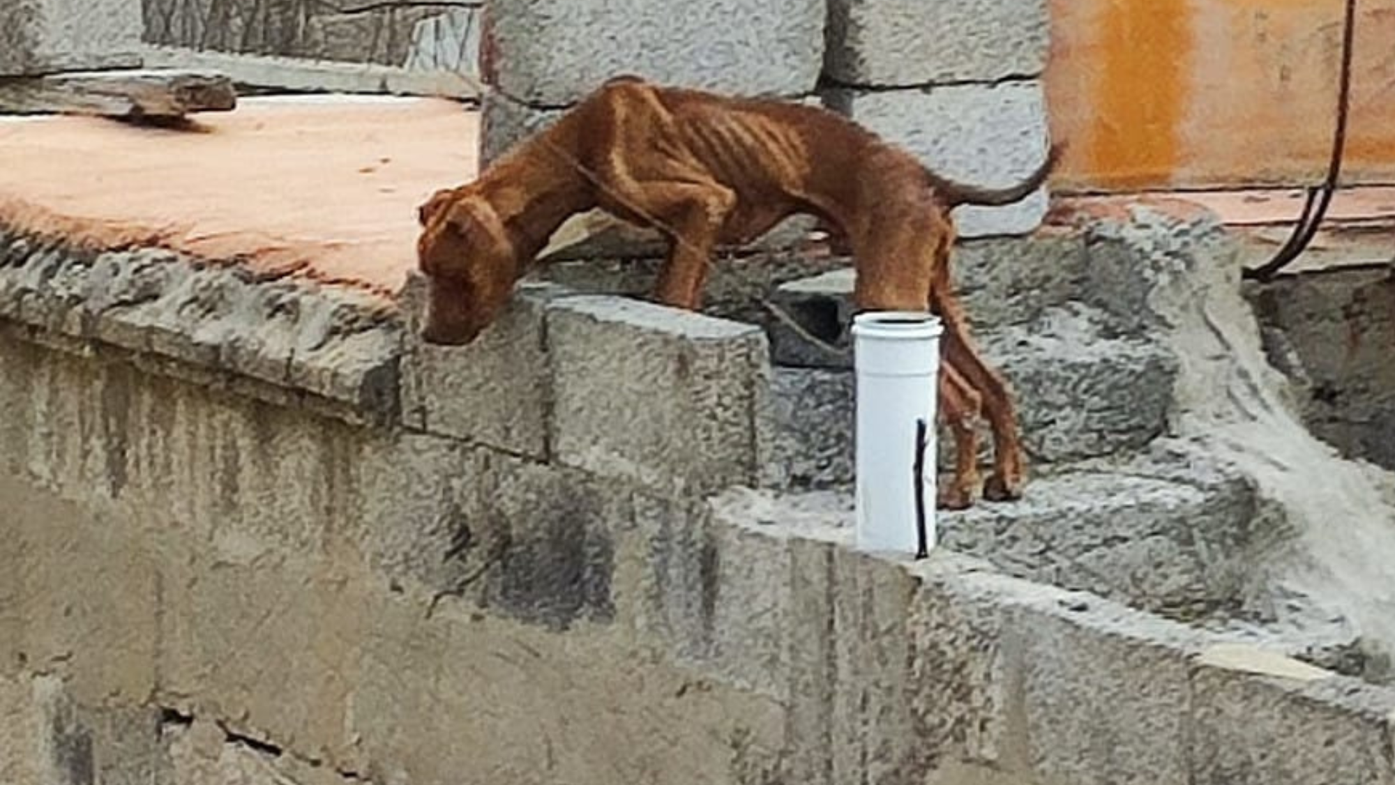 Imagen de uno de los perros encontrados en Ingenio en una azotea en situación de abandono. / Guardia Civil