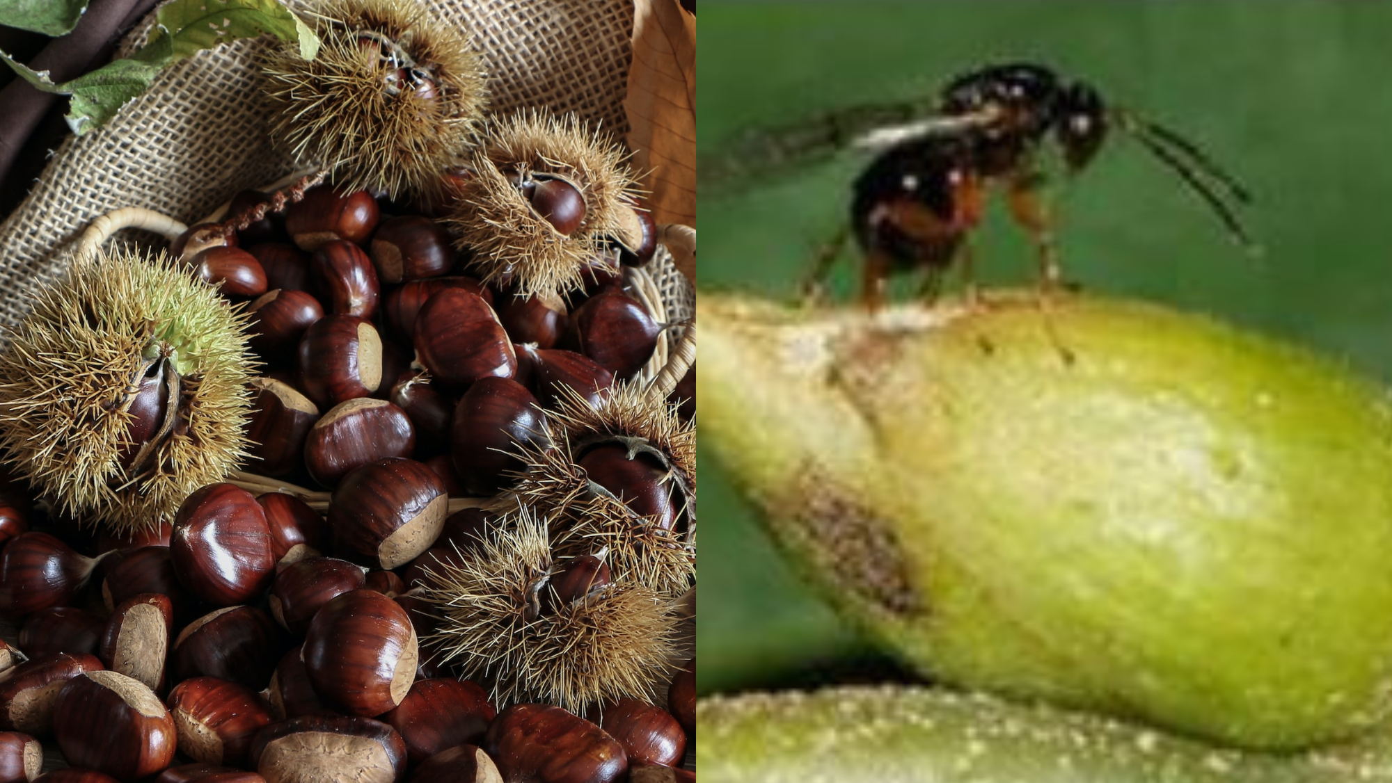 Imagen de castañas junto a la avispilla. / Unplash - Gobierno de España