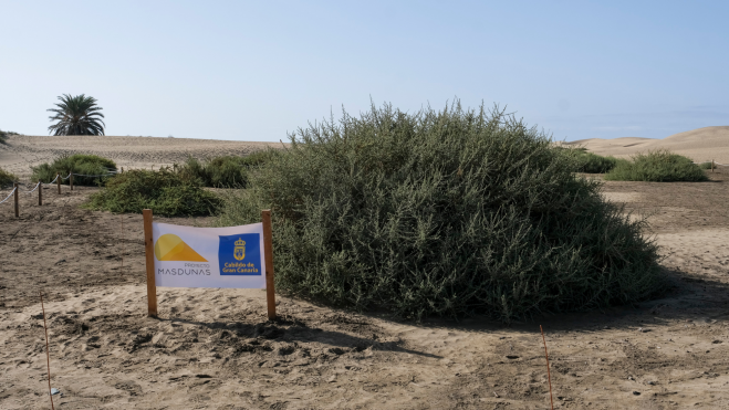 Imagen de la flora presente en las Dunas de Maspalomas. / Cabildo de Gran Canaria 