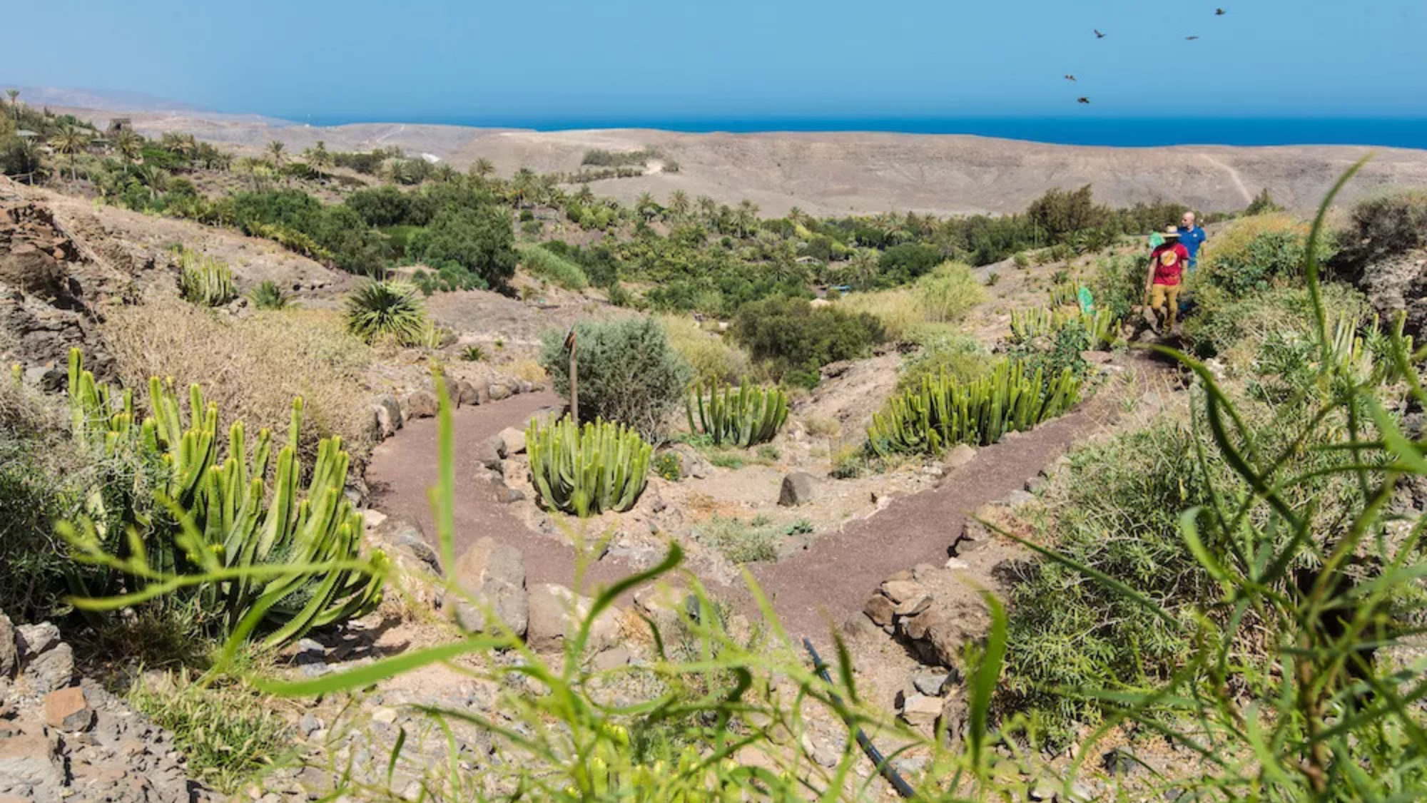 Los únicos ejemplares de cultivo de estas plantas sobreviven en jardines botánicos con grandes cuidados. /Oasis Wildlife Fuerteventura