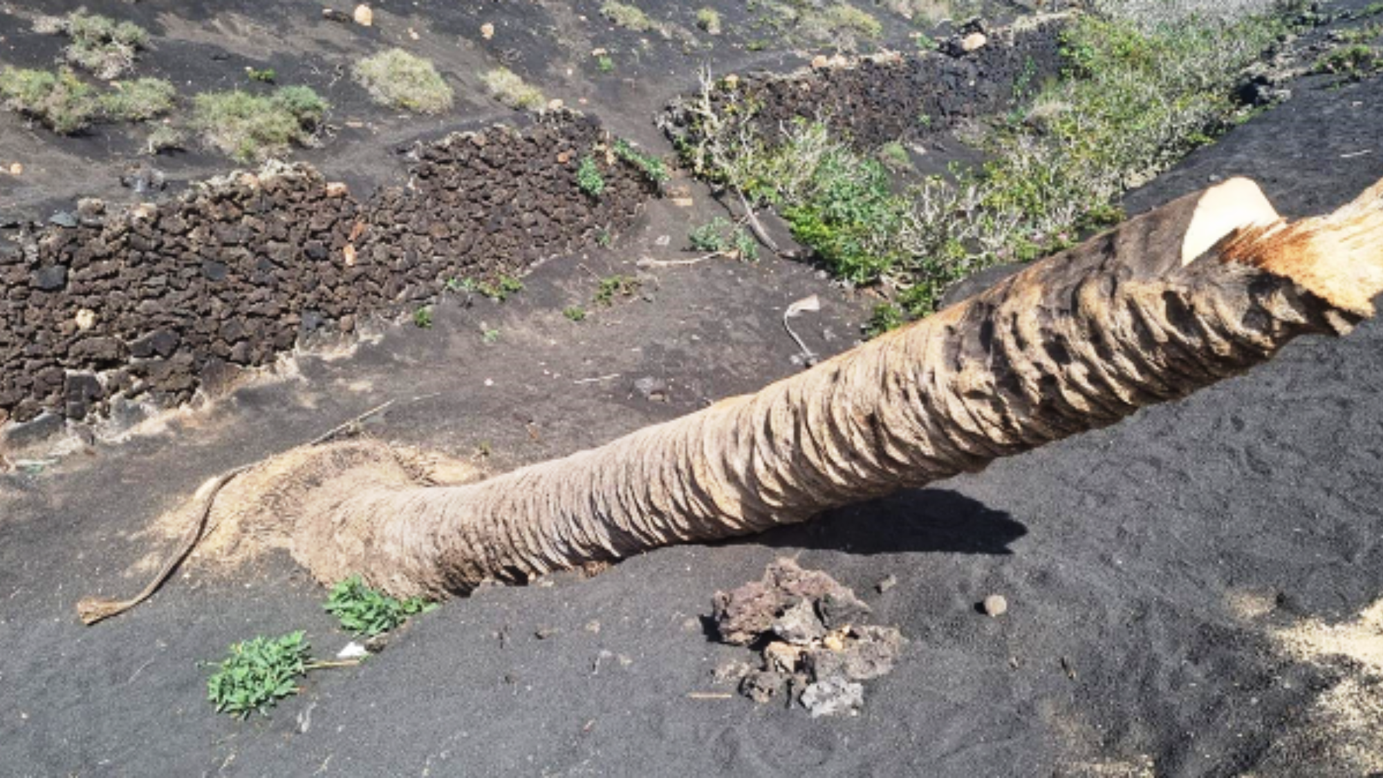 Palmera de Masdache cortada en un acto vandálico. / Cedida