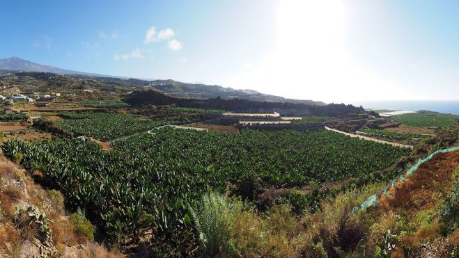 La Guancha desde una pista agrícola como el camino de Los Cejales./ Redes