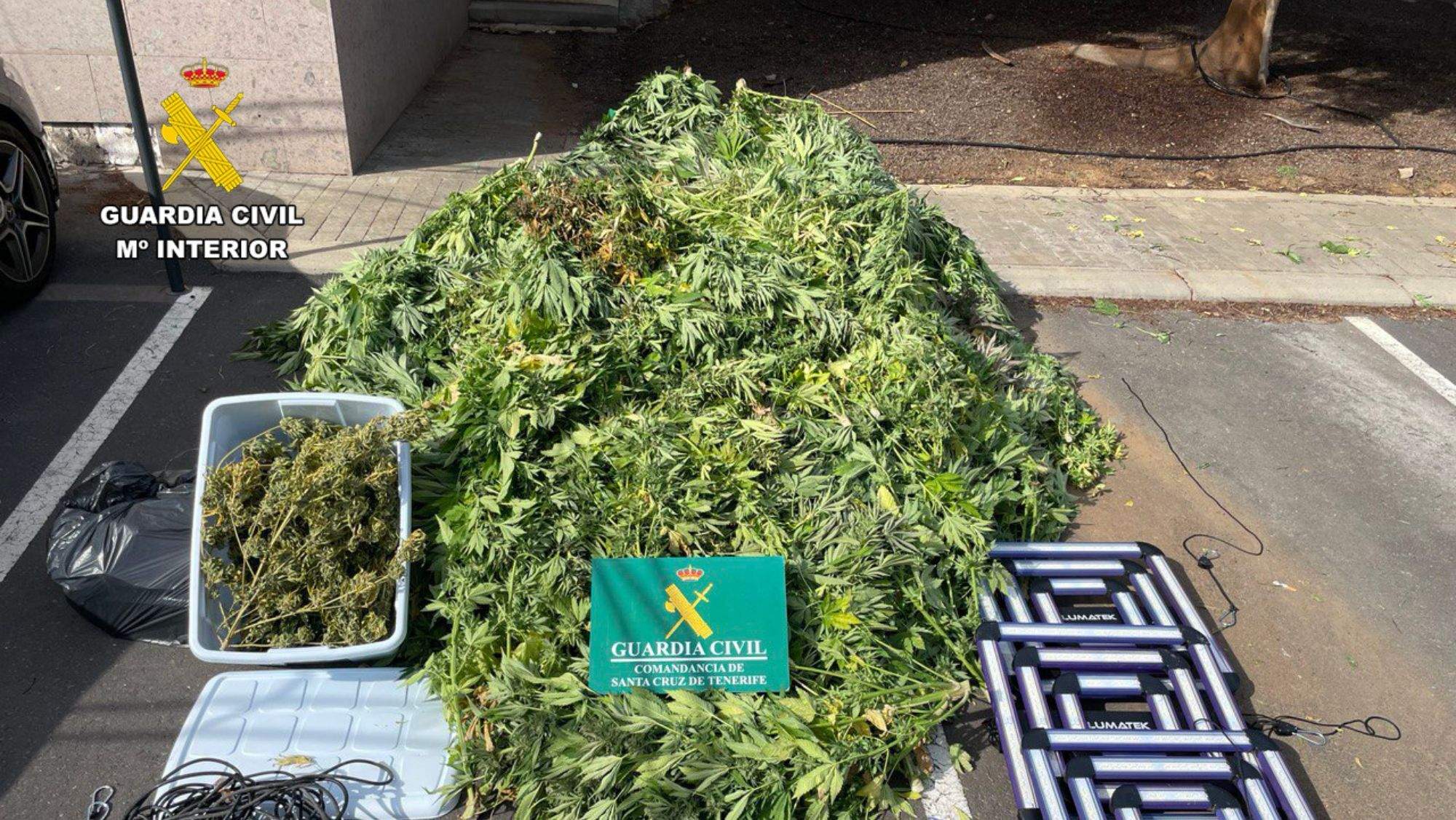 Plantas de marihuana confiscadas por la Guardia Civil. / Cedida