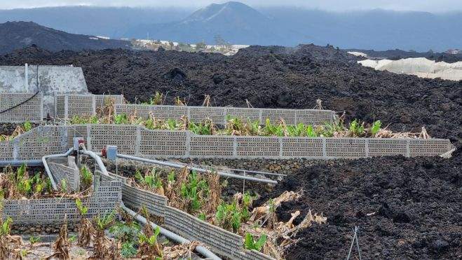 Finca de plátanos aislada por las coladas en La Palma. / Gobierno de Canarias Finca de plátanos aislada por las coladas en La Palma. / Gobierno de Canarias