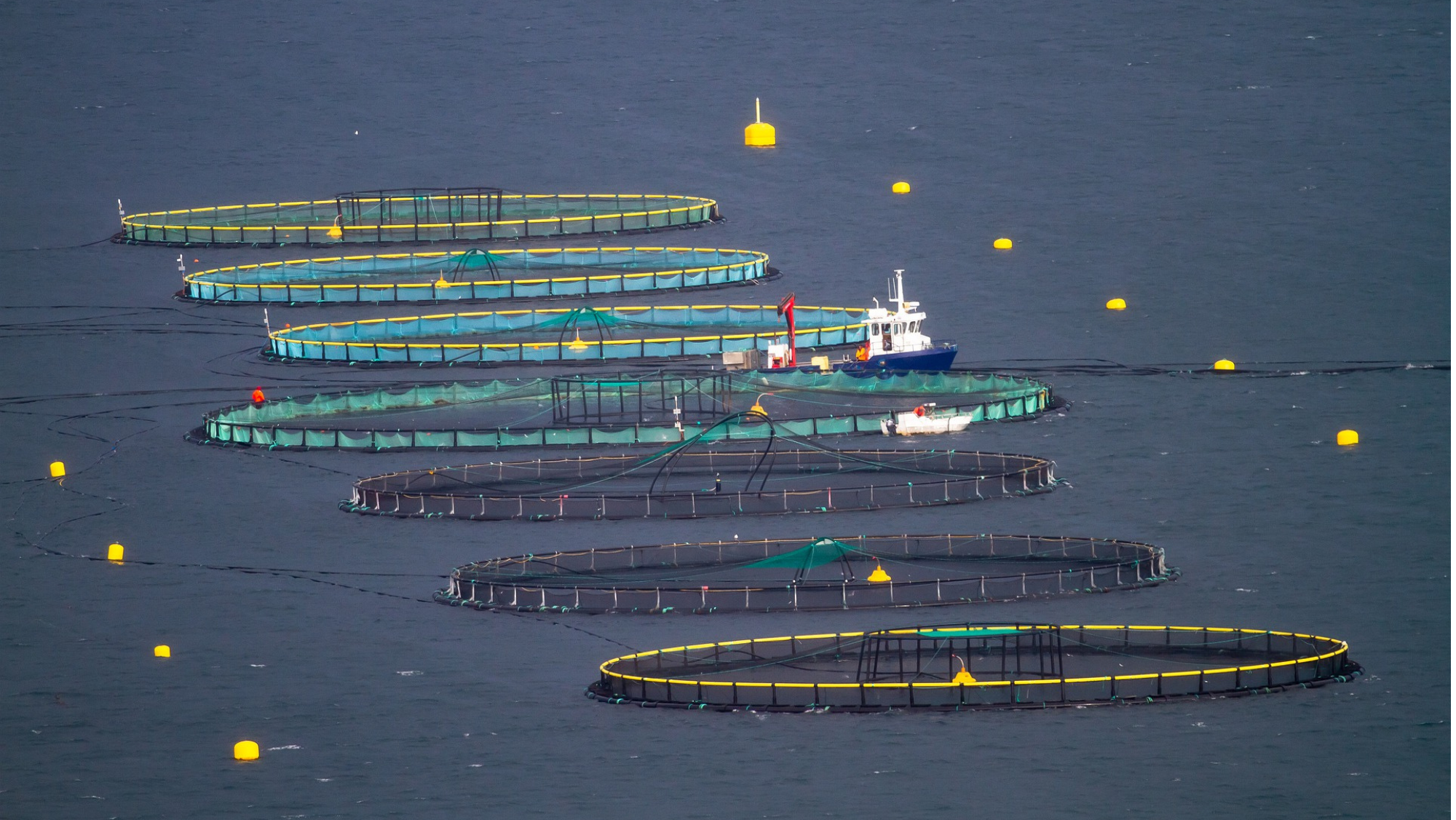 Instalaciones de acuicultura similares a la granja de lubina de Aquanaria en San Bartolomé de Tirajana. / Pixabay 