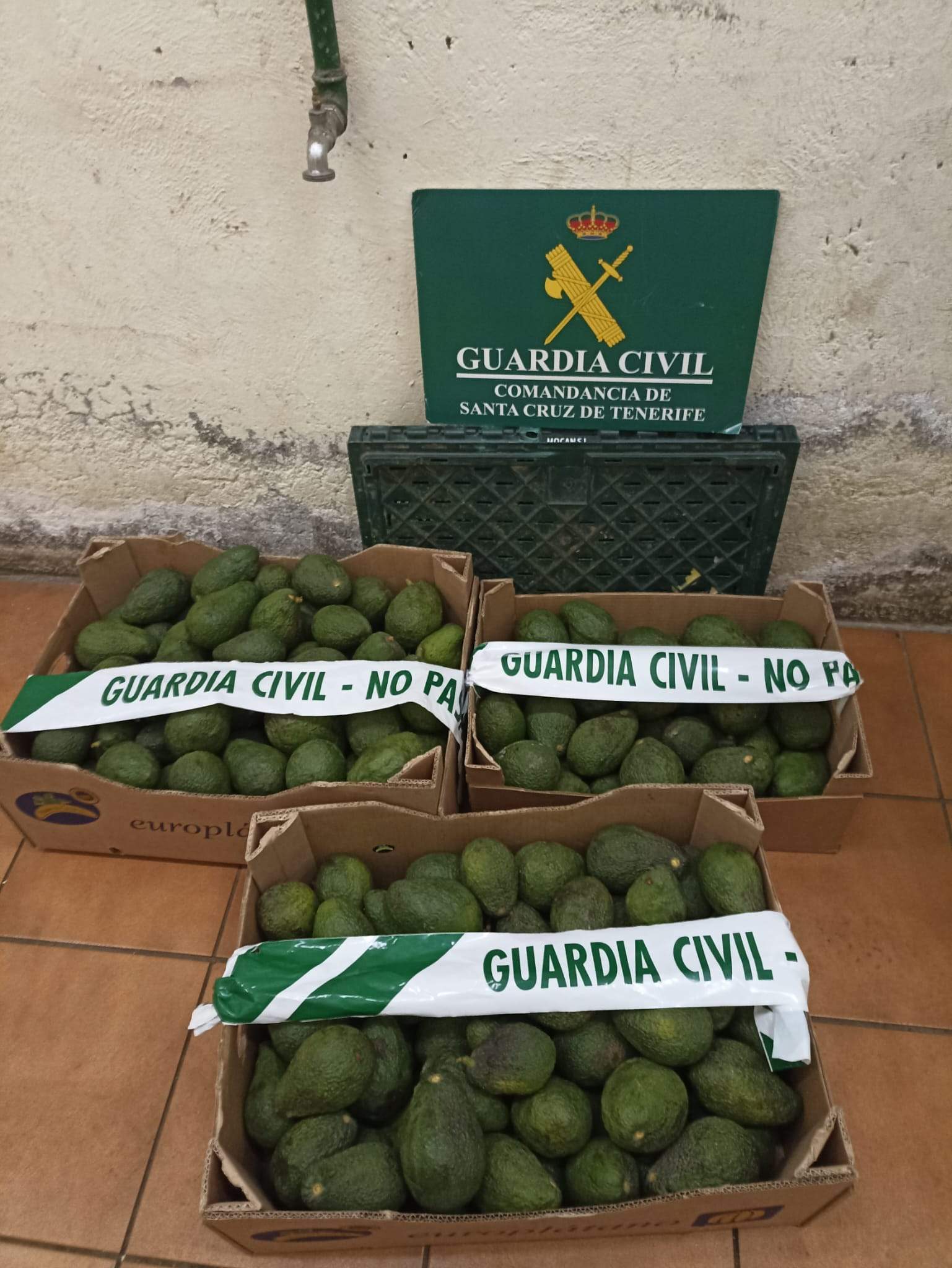 Aguacates recuperados por el Equipo Roca. / Guardia Civil 