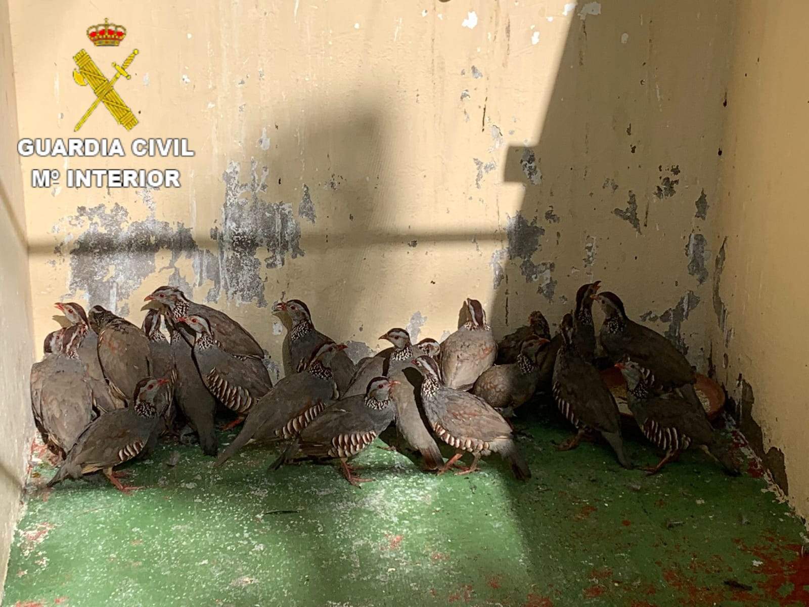 guardia civil perdices