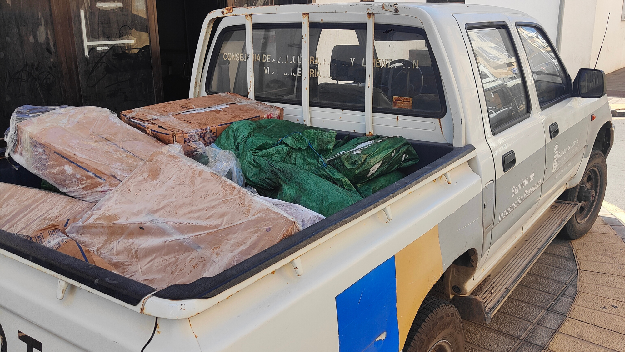 Se encontraron especies protegidas como el Chucho negro. /Ayuntamiento de Arrecife