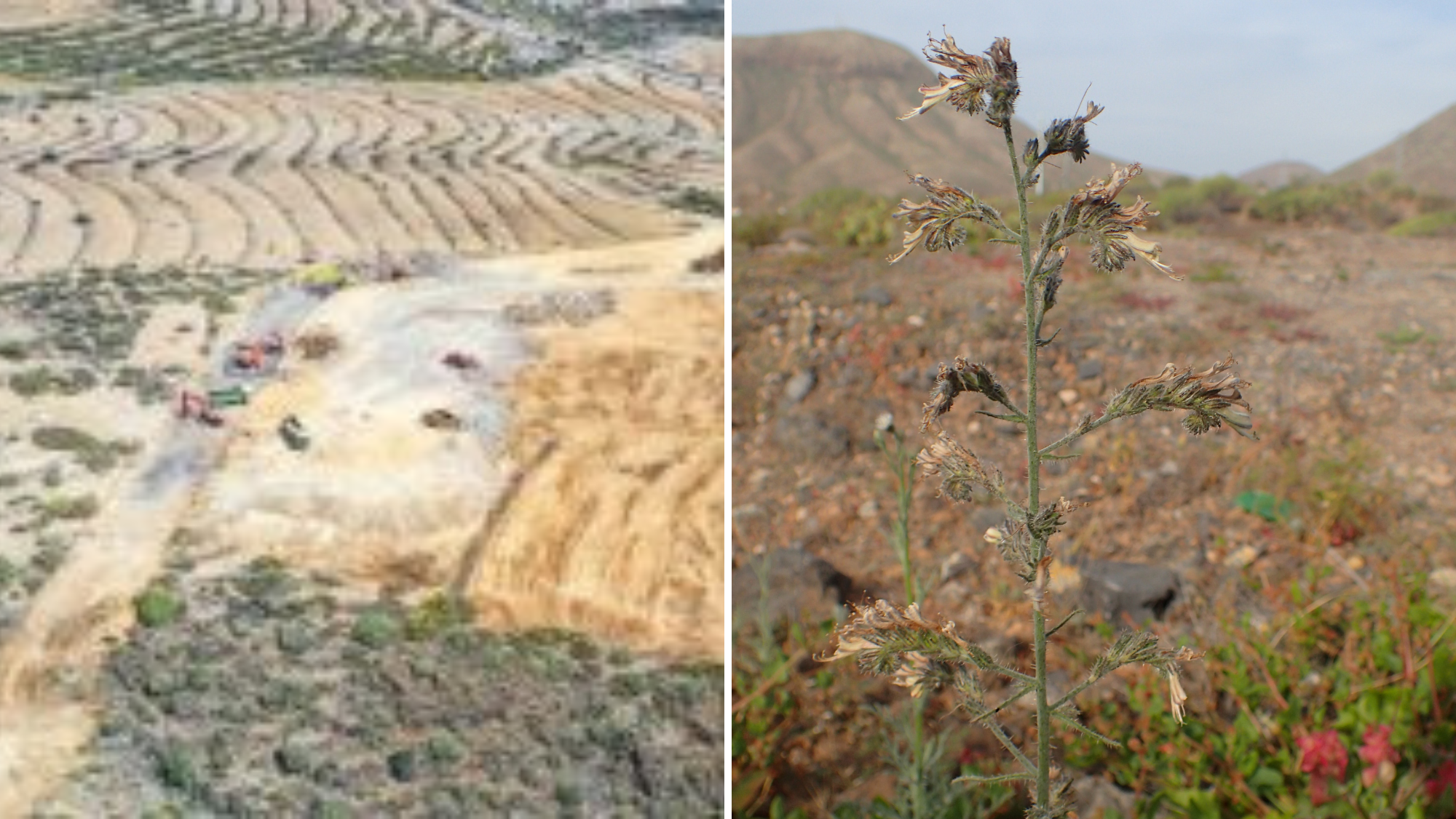 Obras de Cuna del Alma y una planta viborina triste./  