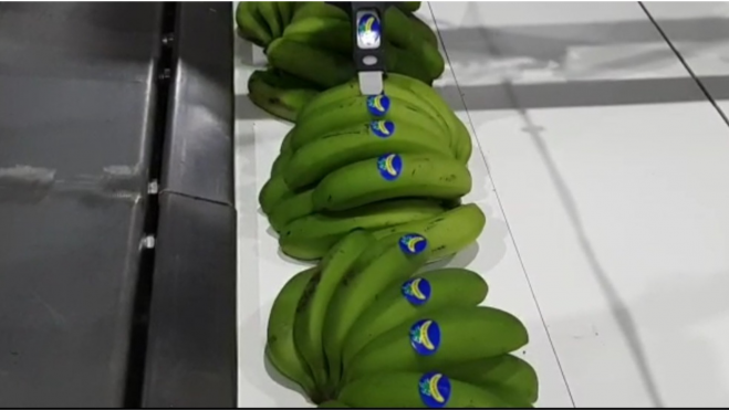 La etiquetadora en pleno funcionamiento. / Intec