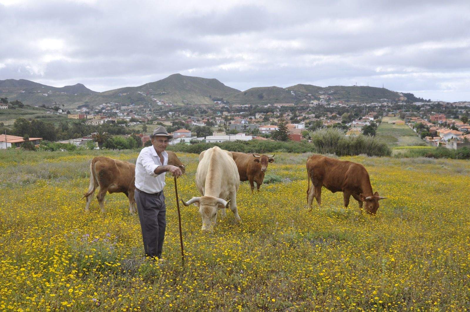 Imagen de un ganadero canario./ CEDIDA