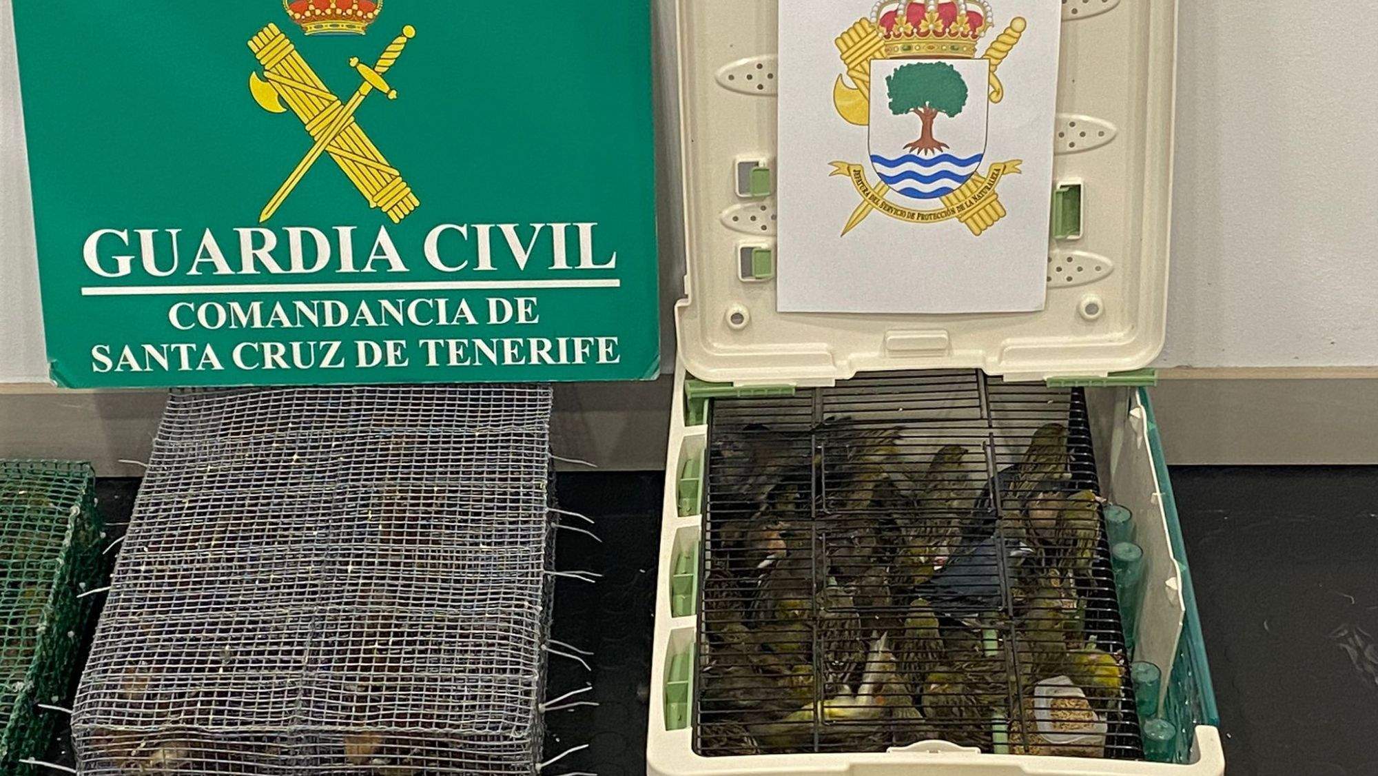 Aves autóctonas de Canarias incautadas por la Guardia Civil. / Cedida