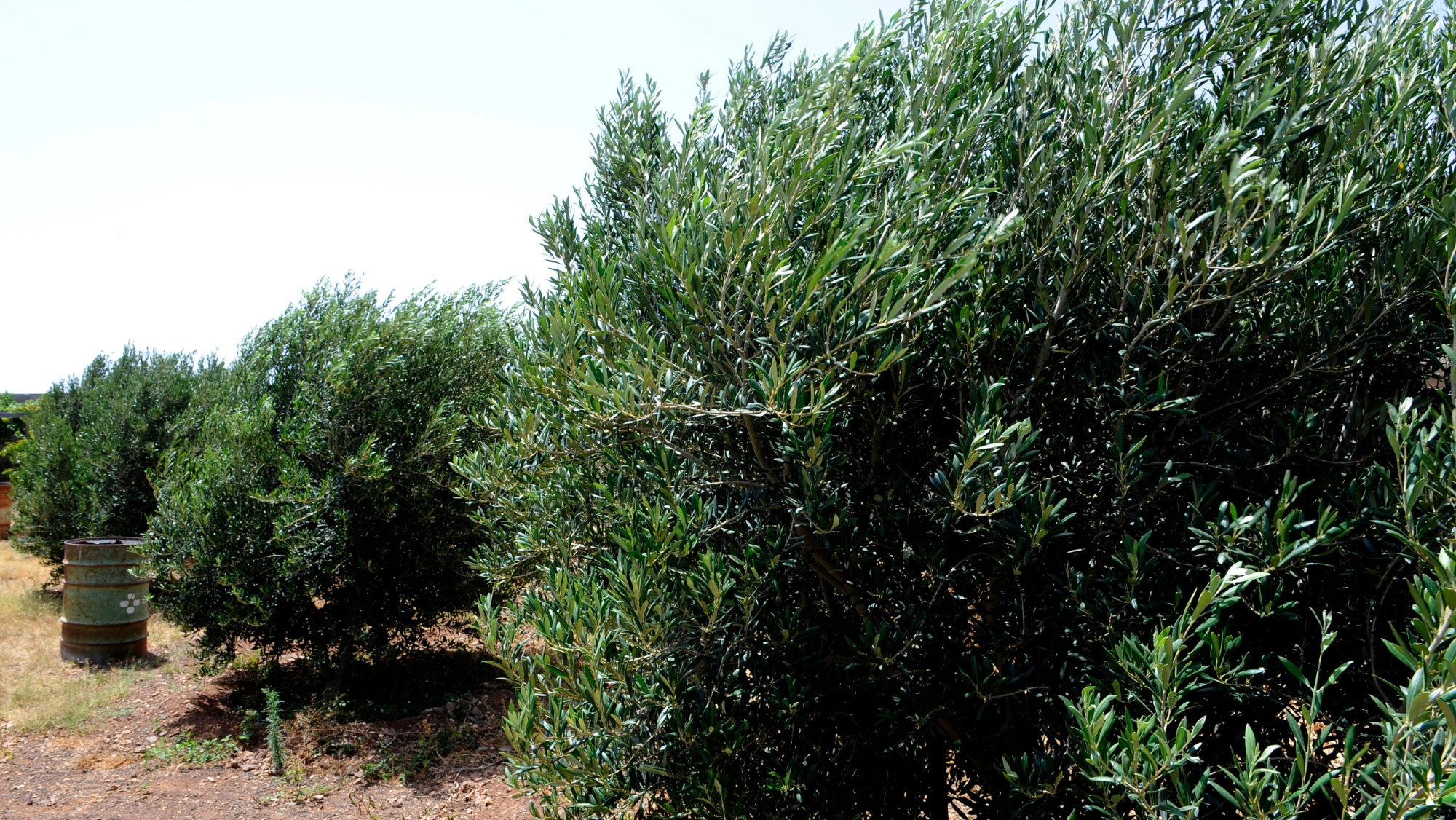 Olivos de Santa Lucía. / Turismo de Gran Canaria