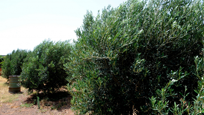 Olivos de Santa Lucía. / Turismo de Gran Canaria