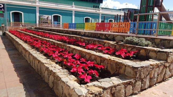Flores de Pascua en el Parque de Santa Catalina. /Ayuntamiento de Las Palmas de Gran Canaria Flores de Pascua en el Parque de Santa Catalina. /Ayuntamiento de Las Palmas de Gran Canaria