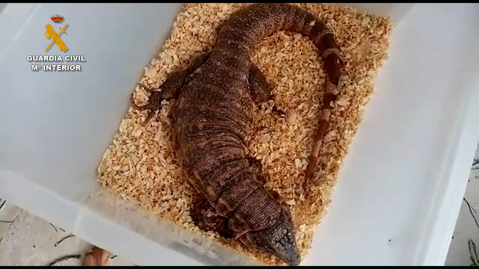 Uno de los animales en la operación de Telde