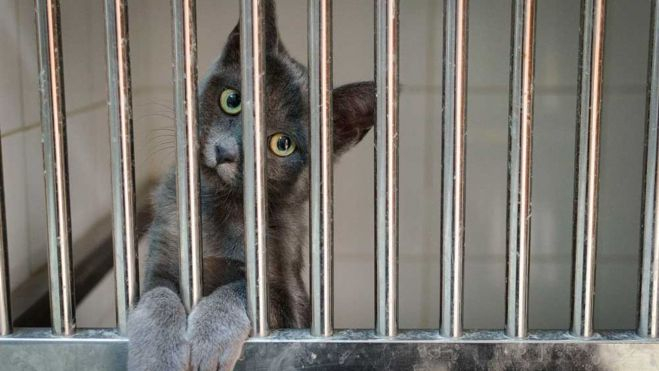 Un gato acogido en el albergue municipal de animales Valle Colino. / Valle Colino