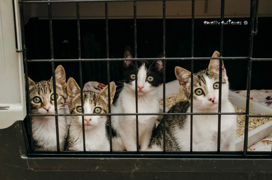 Un grupo de gatos en las instalaciones de Valle Colino. / AH Un grupo de gatos en las instalaciones de Valle Colino. / AH