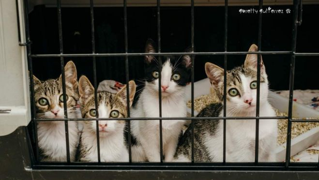 Un grupo de gatos en las instalaciones de Valle Colino. / AH