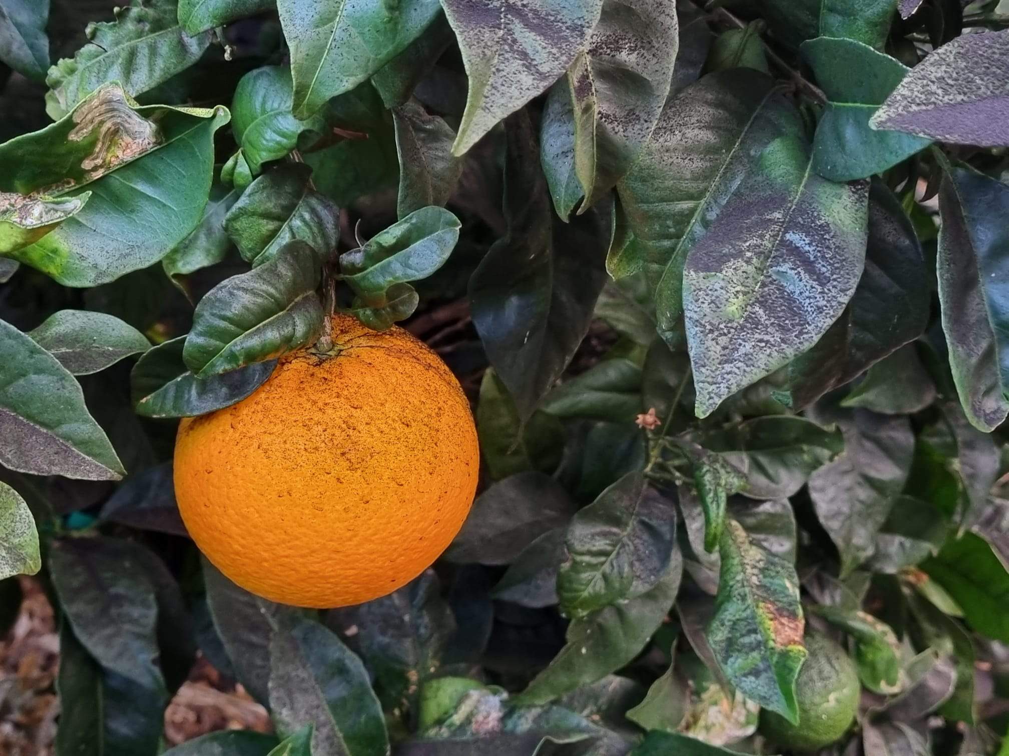 Cítricos afectados por la erupción volcánica en La Palma. / Gobierno de Canarias 