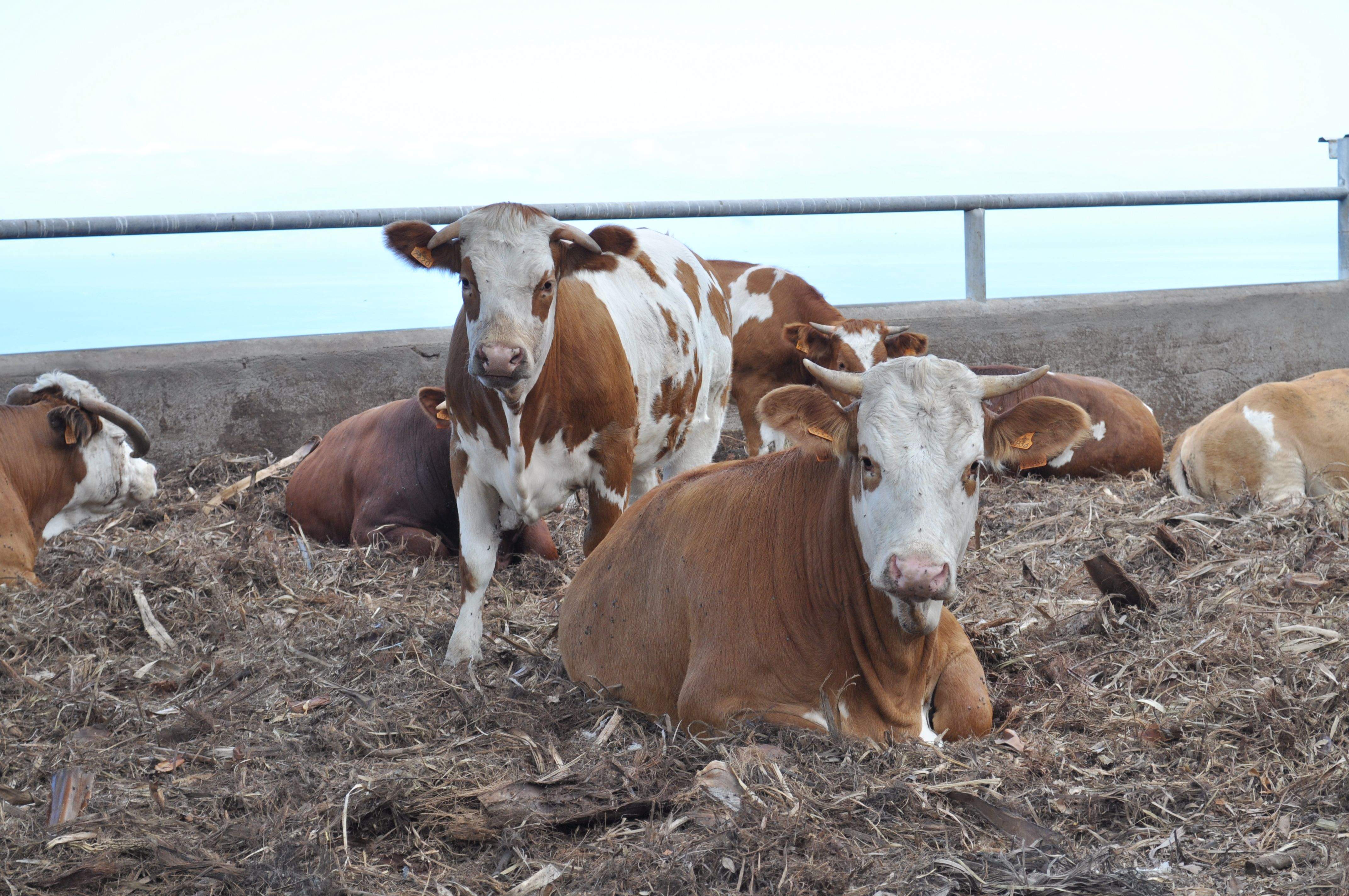 Explotaciones ganaderas en Tenerife. / Cedida 