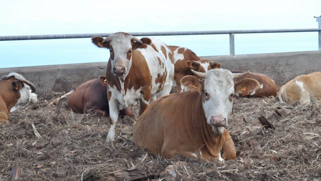 Ganadería en Tenerife. / Cedida Ganadería en Tenerife. / Cedida