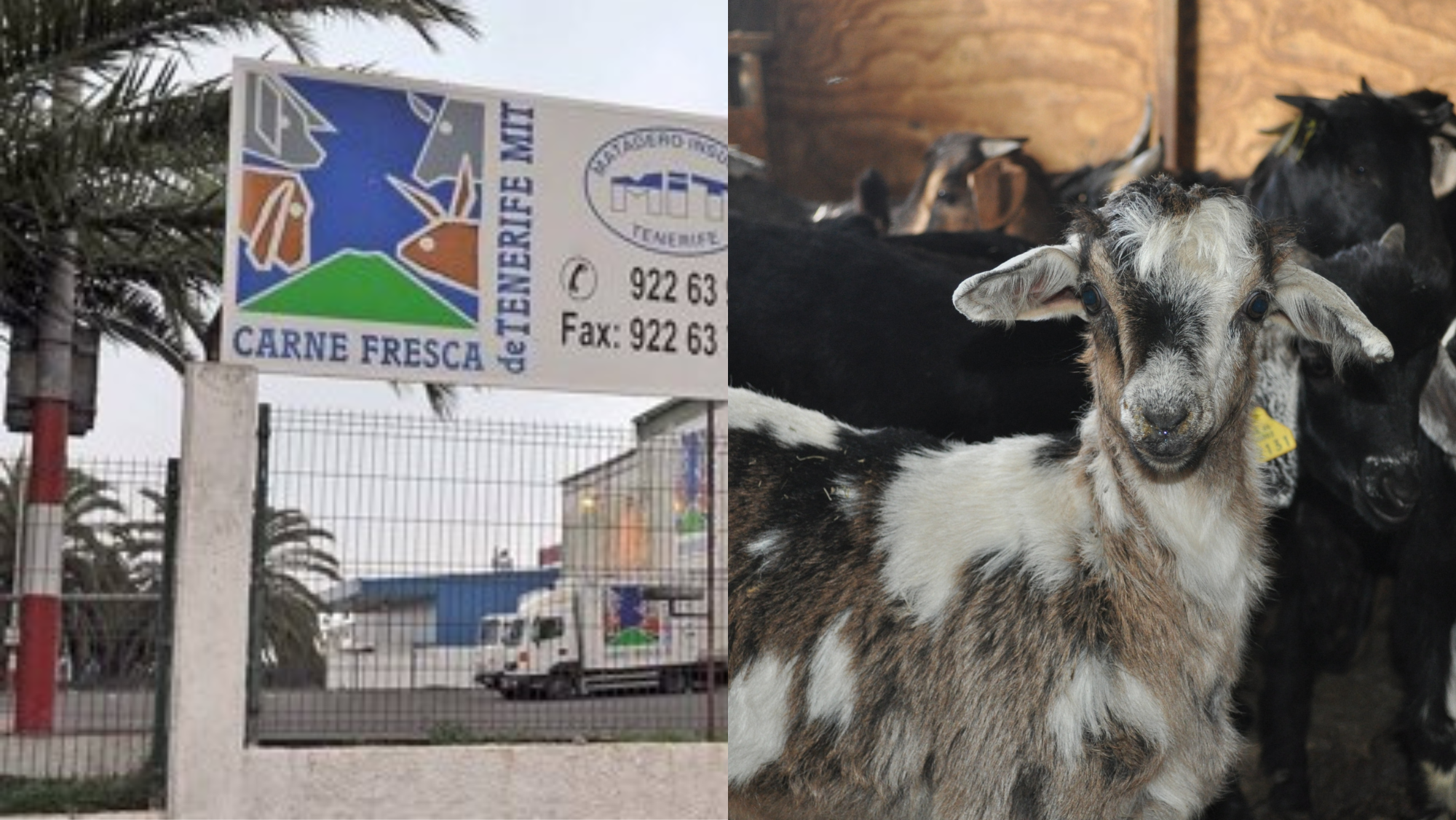 Matadero de Tenerife y animales de ganadería. / Composición AH