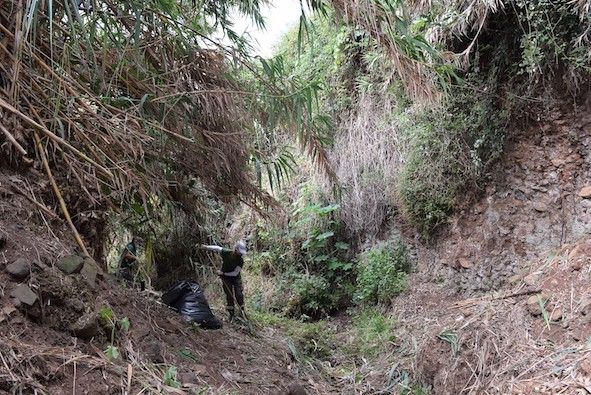 Limpieza del barranco Las Mercedes, en La Laguna./ Archivo
